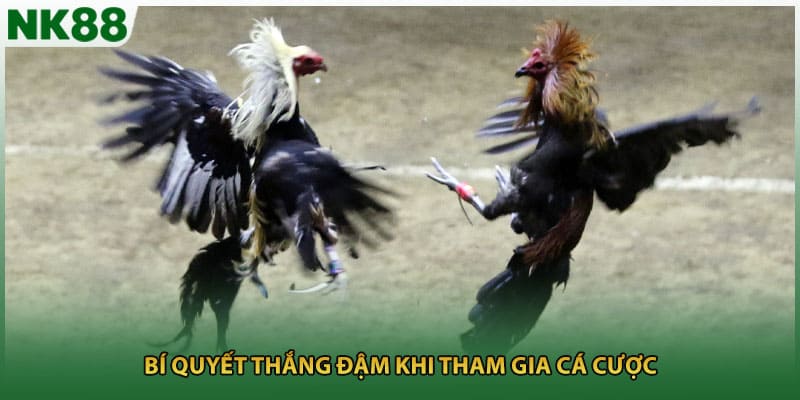 Bí quyết thắng đậm khi tham gia cá cược