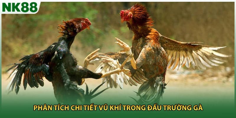 Phân tích chi tiết vũ khí trong đấu trường gà