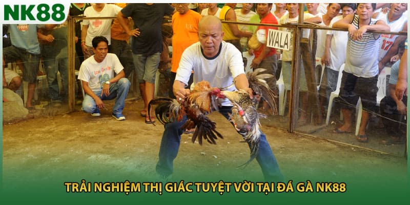 Trải nghiệm thị giác tuyệt vời tại đá gà NK88